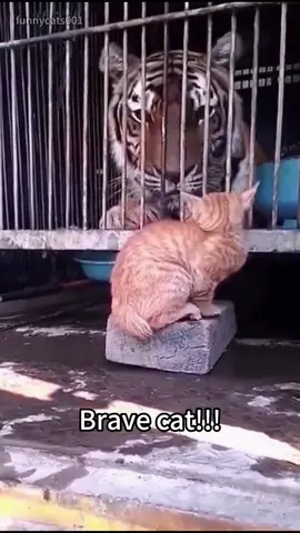A very powerful cat#funnycats #funnyanimals #petvideos #cat #catsoftiktok #fyp #usa #longervideos