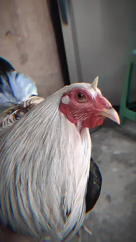 Cái gì cũng có thể nhỉ ! #gadatv #gadon #gamynhap #gatre #gallosfinos 