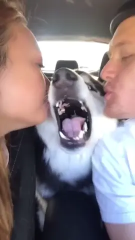 The dog doesn’t seem to like me kissing it.🤣#dog #funny #funnyvideo #dogtiktok #cute 