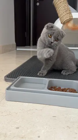Waktu Zeoy umur 3bulan👀 #brittishshorthair #scottishfold #kucingbsh #kucinglucu #kucinggemoy #adopsikucingjakarta 
