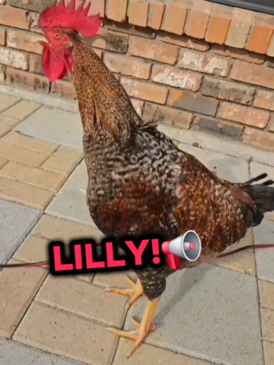 Prins calls for Lily!😱 #lily #lili #lilly #liliana #rooster #roosters #chicken #chickens #funnyanimals #chickensoftiktok #memesdaily #memestiktok #chickenhappyhour #humor #cute #funnytiktok #lavaqueritatx #lachicapoderosa💞 #risas #🤣🤣🤣 #jajaja #paratiiiiiiiiiiiiiiiiiiiiiiiiiiiiiii #fyp #fypシ #fy 