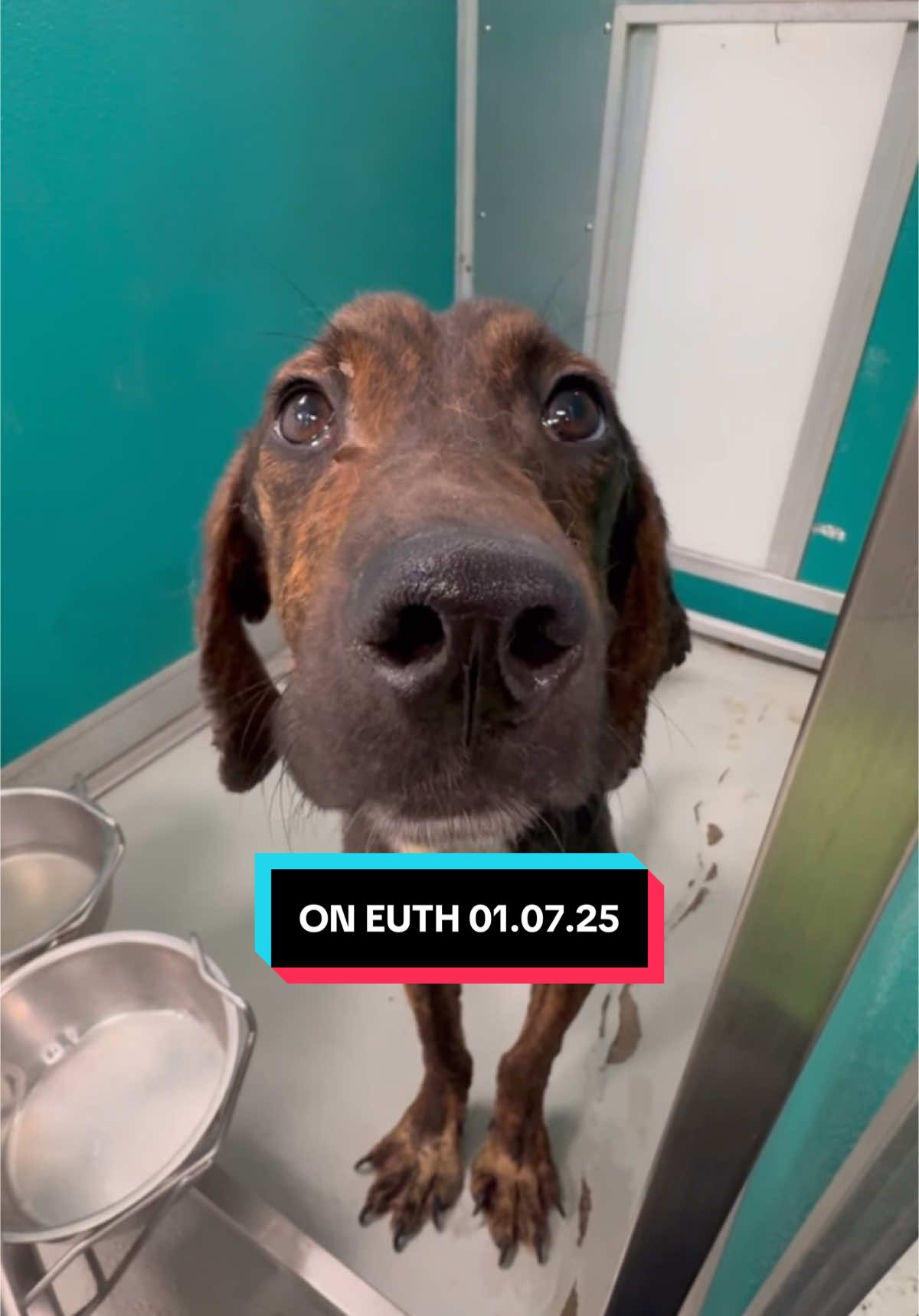 Scheduled for euthanasia TUESDAY 1/7 at 2 pm due to shelter overcrowding‼️Can be saved with a foster or adopter‼️*OKC Animal Welfare  Animal ID: A447014  Intake Date: 12/30/2024  Kennel No.: 307 Animal Name: Baxter Description/Breed: BLACK BRIN / WHITE TENN TR BRINDLE MIX Age: 1 YR/1 MO Sex: Male Comments: Euth 1.7.25 - space. Very underweight and needs time to gain weight. Eligible foster/transfer/paws2adopt. Has pressure sore on left hip. 24lb #foster #rescue #shelter #adopt #euthanasia 