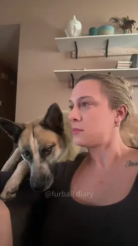 I think i like this little life 🤣#dog #pets #dogsoftiktok #funny #funnyvideo 