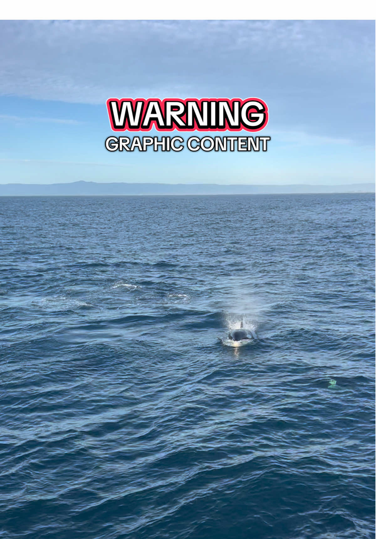 Yesterday we had the exciting experience of watching Erratica (CA23A2), Louise (CA140B) and Louise’s kids- Bee (CA140B2), Buzz (CA140B3) and CA140B4 hunting a sea lion up close!  After about 30 minutes of them hunting and teaching the youngest member of the pod (CA140B4) how to perfect their skills, they chased the sea lion right over to our vessel (while we were in neutral) and showed us why Emma’s lineage is known as the marine mammal hunting experts.  #orca #killerwhale #whale #whalewatching #montereybay #california #marinemammals 