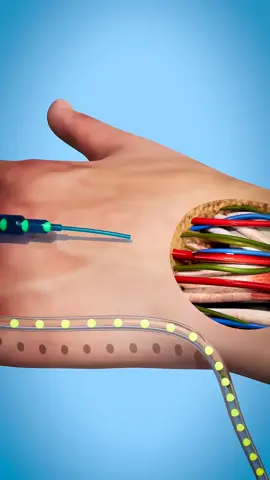 #medicine #medicineexplained #science#tiktokviral #viral_video #microbiology 