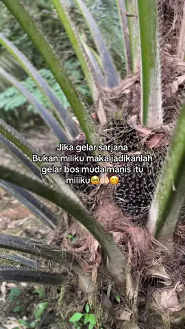 🤲🏻#sawitontiktok #petanisawit #story #kulisawit #petanisukses #ladang #sawit #sawitsumatra #kebunsawit #kulisawitindonesia #fypシ゚viral #bossawit #foryou 