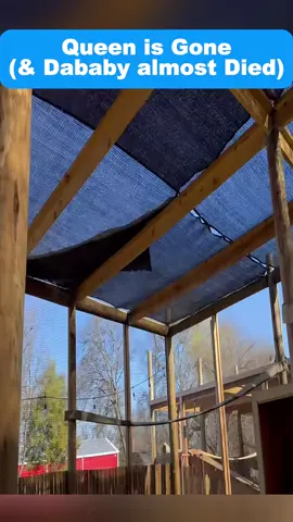 Queen is Gone (& Dababy almost Died) #fyp #foryour #restore #animalsoftiktok #Haitians #Invaded