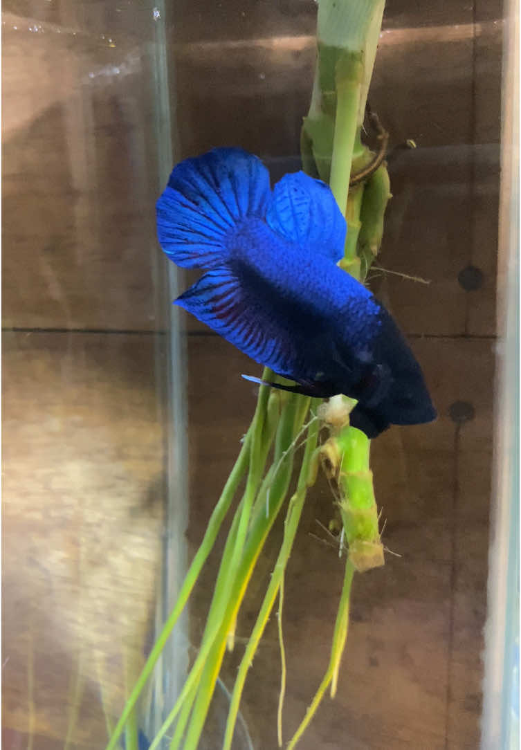 พ่อพันธุ์หลัก❤️🐟#ปลากัด #แปดริ้ว #กีฬาพื้นบ้าน #ปลากัดหม้อ 