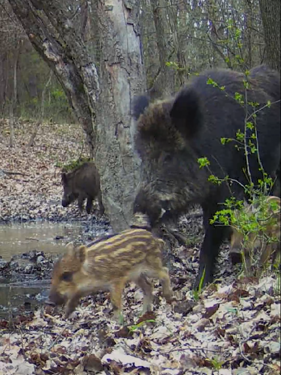 WILD BOAR family #forest  #nature 