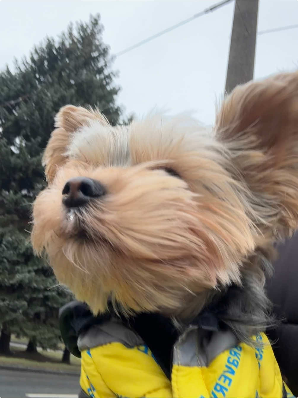 POV: That moment when your jam comes on, and you gotta strut like the main character 🐾🎶 #ChillVibesOnly #dogsoftiktok #yorkie 