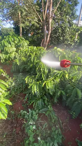 Phun thuốc Rửa vườn cafe chuẩn bi tươi thôi ước cafe năm sầu vẫn gia như vậy heng 