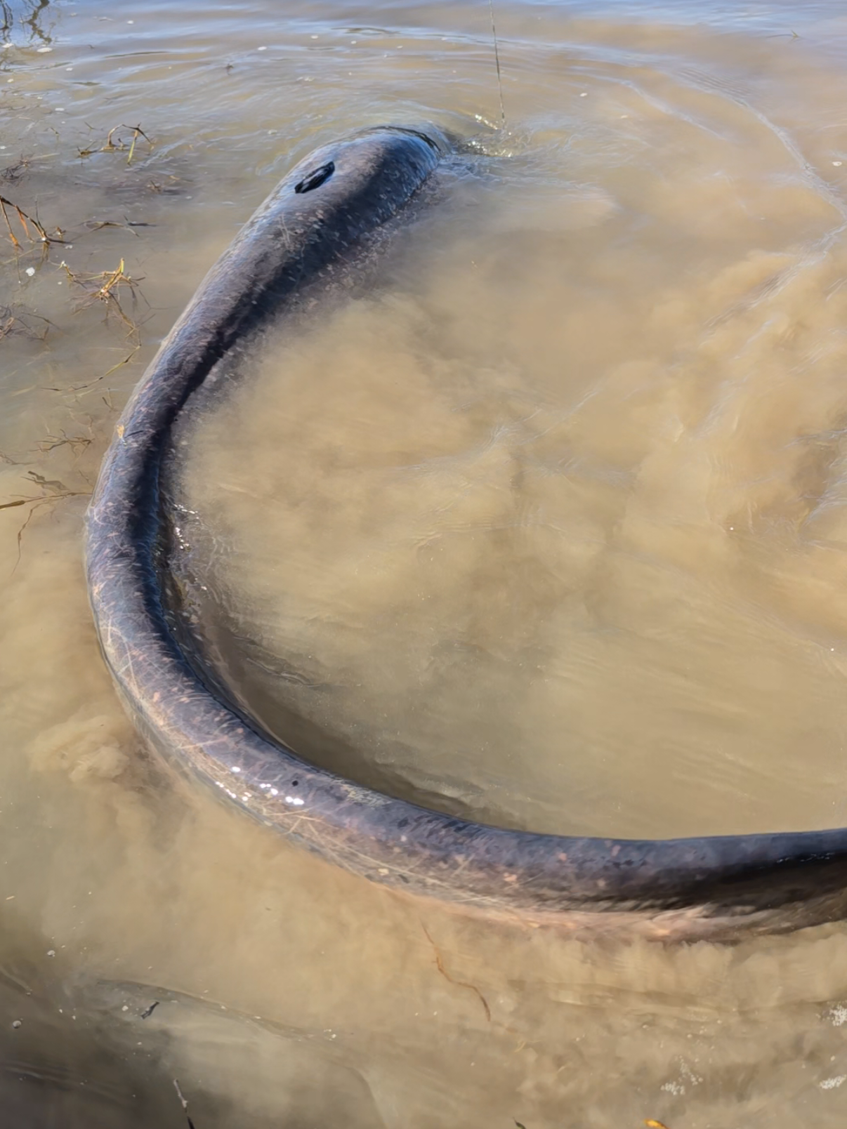 #fishing #pesca #wędkarstwo #catfish #siluro #sum #monsterfish #riverfishing #bigfish 