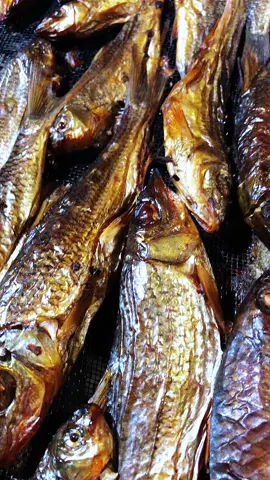 cá suối thập cẩm#xuhuong #xh #cuocsongvungcao #casay #caucatunhien #sanbat #cá #caucagiaitri #cuocsong #batca #amthuc 
