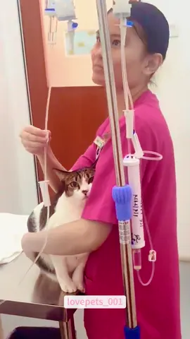 For the cat's health.#cats #cutecats #foryou #funnytiktok #funnyvideos #usa #funnyanimals #fypシ #funnycat #catlover #funnypets #viral #funny #cute 