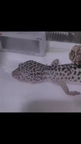 #fyp #おすすめ #爬虫類 #レオパ #ヤモリ #山田涼介 