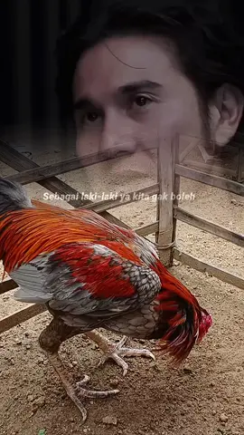 laki-laki harus di dukung hobinya bener gak bolo#fyyyyyyyyyyyyyyyyyyyyyyyyyyyyyyyyyy #ayambangkoksuper #ayamindonesia #fyp 