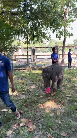 អូនលំផាត់🥰🥰#លំផាត់ #កូនដំរី 