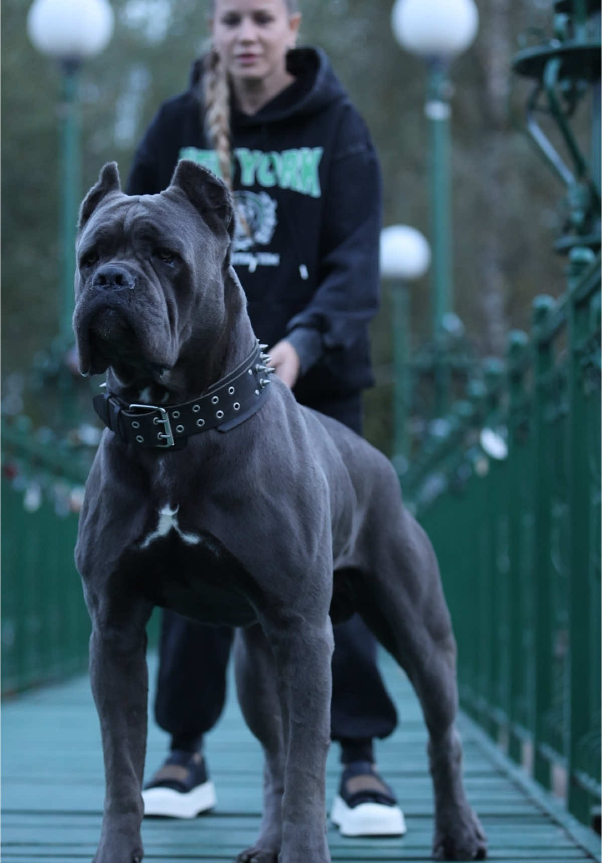 #канекорсобеларусь #canecorso #dog #canecorsoitaliano #foryou 