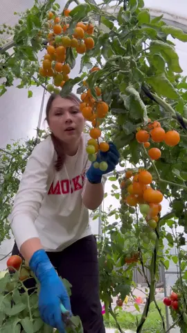 Девочки, кто сажает томаты. Советую «черри краски», очень сладкий, как конфеты. #томатывтеплице #черри #черрикраски #огородники 