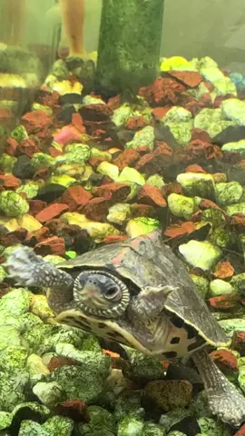 Cutee Ma Sha Allah🌸#fypシ #fypシ #fypシ #viral #trending #viral #unfrezzmyaccount #cutebaby #trend 