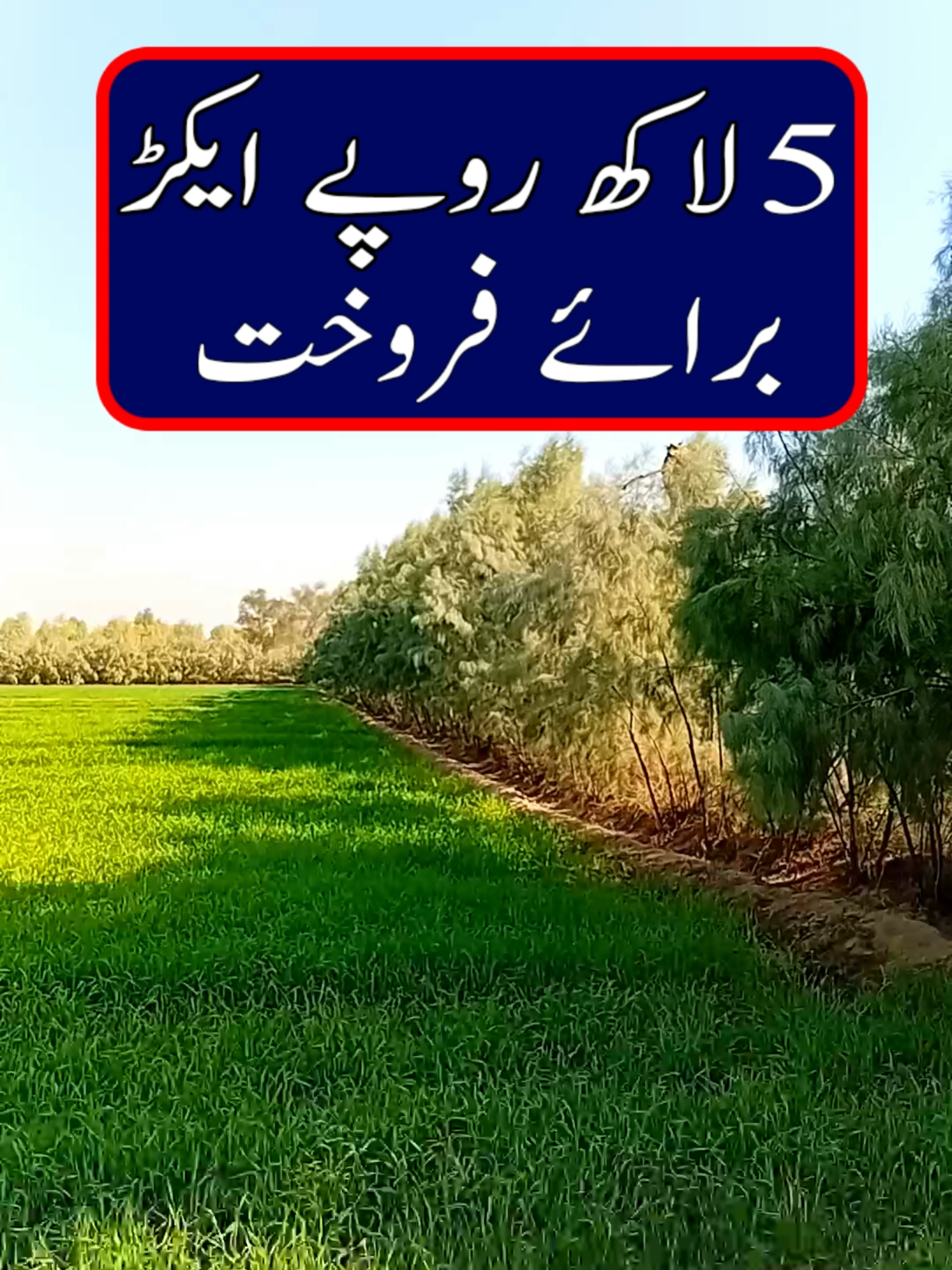 Contact Us.0.3.0.0.6.8.6.3.8.8.4 پانچ لاکھ روپے ایکڑ برائے فروخت #landforsale #land #agricultureland #landforsaleinpunjab #agriculturelandforsale #propertymandi #cheaplandforsaleinpunjab #cheapagriculturelandinpunjab #agriculturelandinthal #tiktok #viral