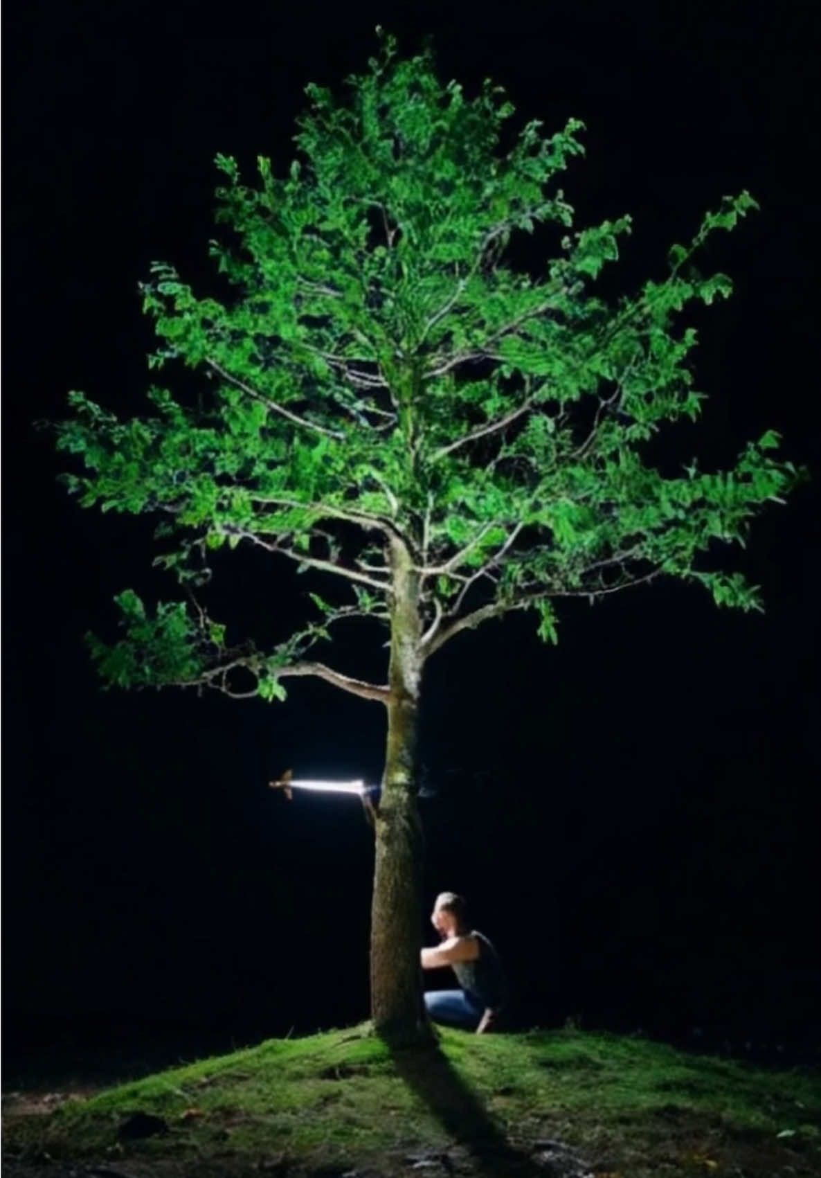 #ai #aivideo #tree #forest ⁉️