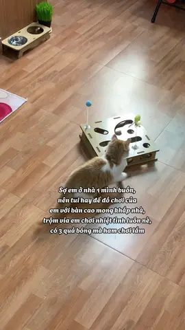 Cũng hay #xuhuong #dochoichomeo #catsoftiktok #papoii #petshop 