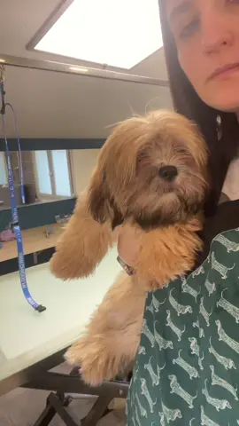 En commentaire votre nom préférer en A ! #chiot #toilettage 