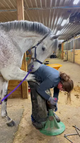 #horse #asmr #satisfying #farrier #farriersoftiktok #hoof #hoofpicking #hoofcare #care 