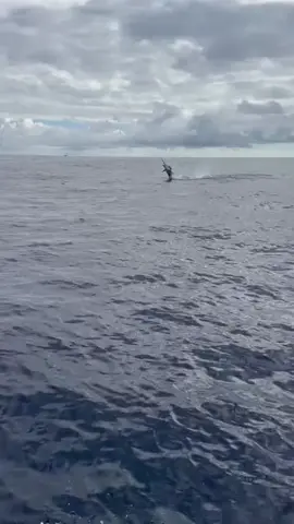 #onthisday #fy #fypシ゚viral #fish #fishinglife #fishing #topwaterfishing #explore #explorepage #اكسبلور #اكسبلور #viral 