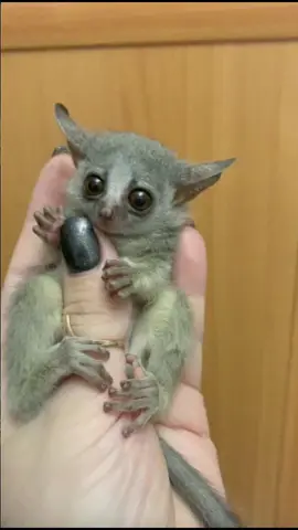 Il Galago, uno degli animali più teneri al mondo, nasconde capacità straordinarie: occhi che vedono al buio, salti incredibili e una vita da vero acrobata della natura! 🌳✨ Scopri di più su questo piccolo supereroe e facci sapere cosa ne pensi nei commenti! Iscriviti per non perderti i nostri prossimi video!❤️ #animali #natura #curiosità #scopertedellanatura #wildlife #animaliadorabili #animaliitaliani #amicianimali #documentario #galago #primate #nottambulo #animaliincredibili