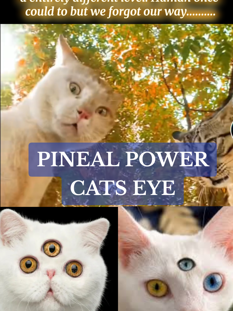 cats communicate with their pineal gland the3rd eye. #3rdeye #catseye #pinealgland  #DidYouKnow #nonverbalcommunication  #fyp 