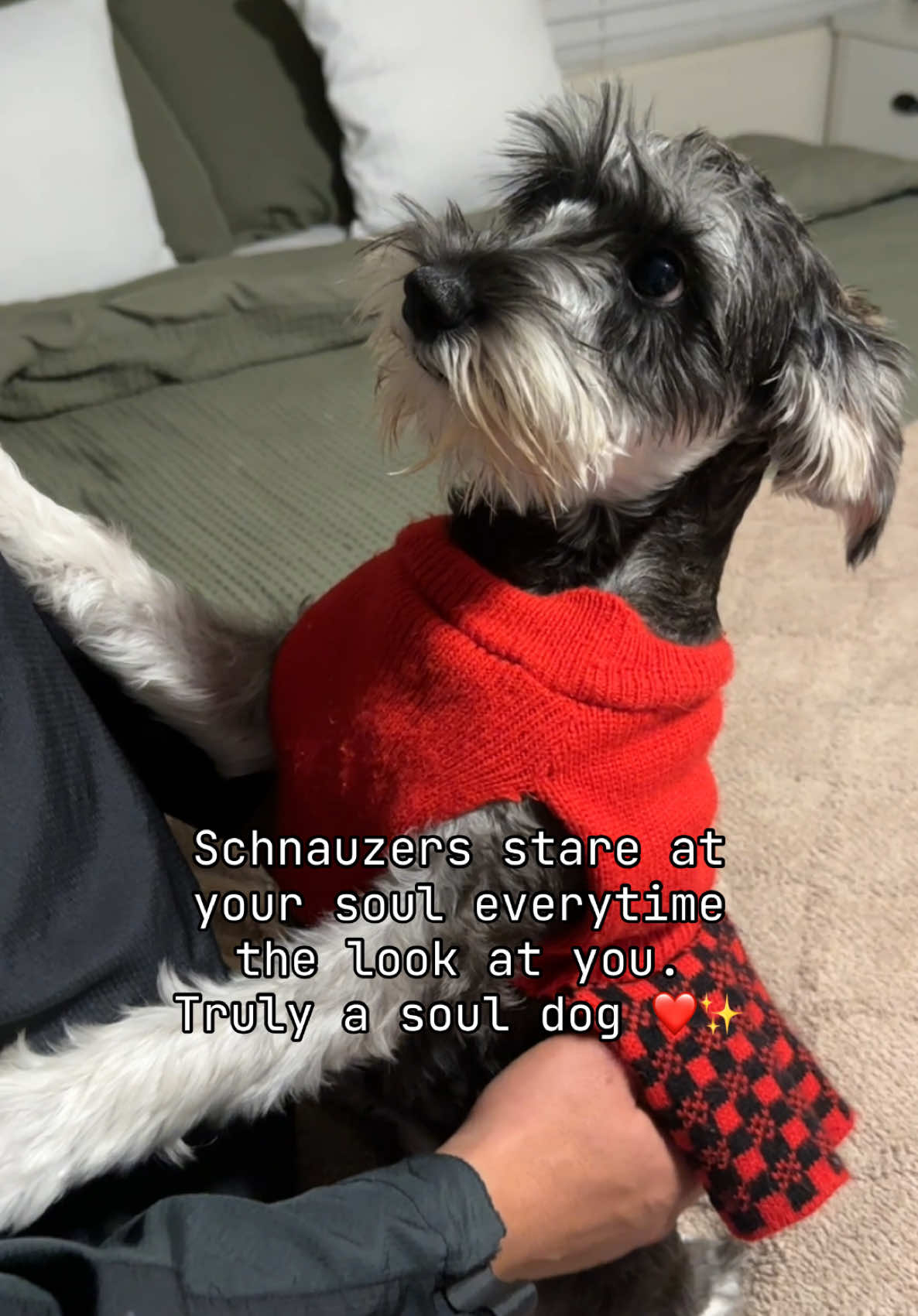 My soul dog ❤️ I love her a much! You are loved Luna 🥰 #schnauzersoftiktok #schnauzer #schnauzermini #lunatheschnauzer #cutedog #schnauzerlove #dogsoftiktok #cuteanimals #puppy #cutedog #cutedogs 