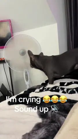 This bloody dog! Shes absolutely bonkers #frenchiesoftiktok 