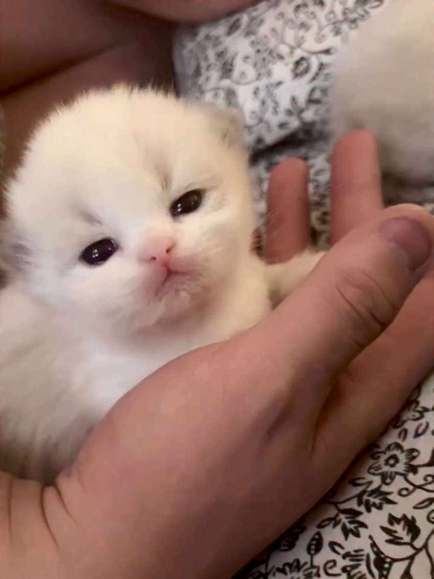 baby cat cuteness overloed cute Kitty kitten #cats #fyp #catlover #viral_video 
