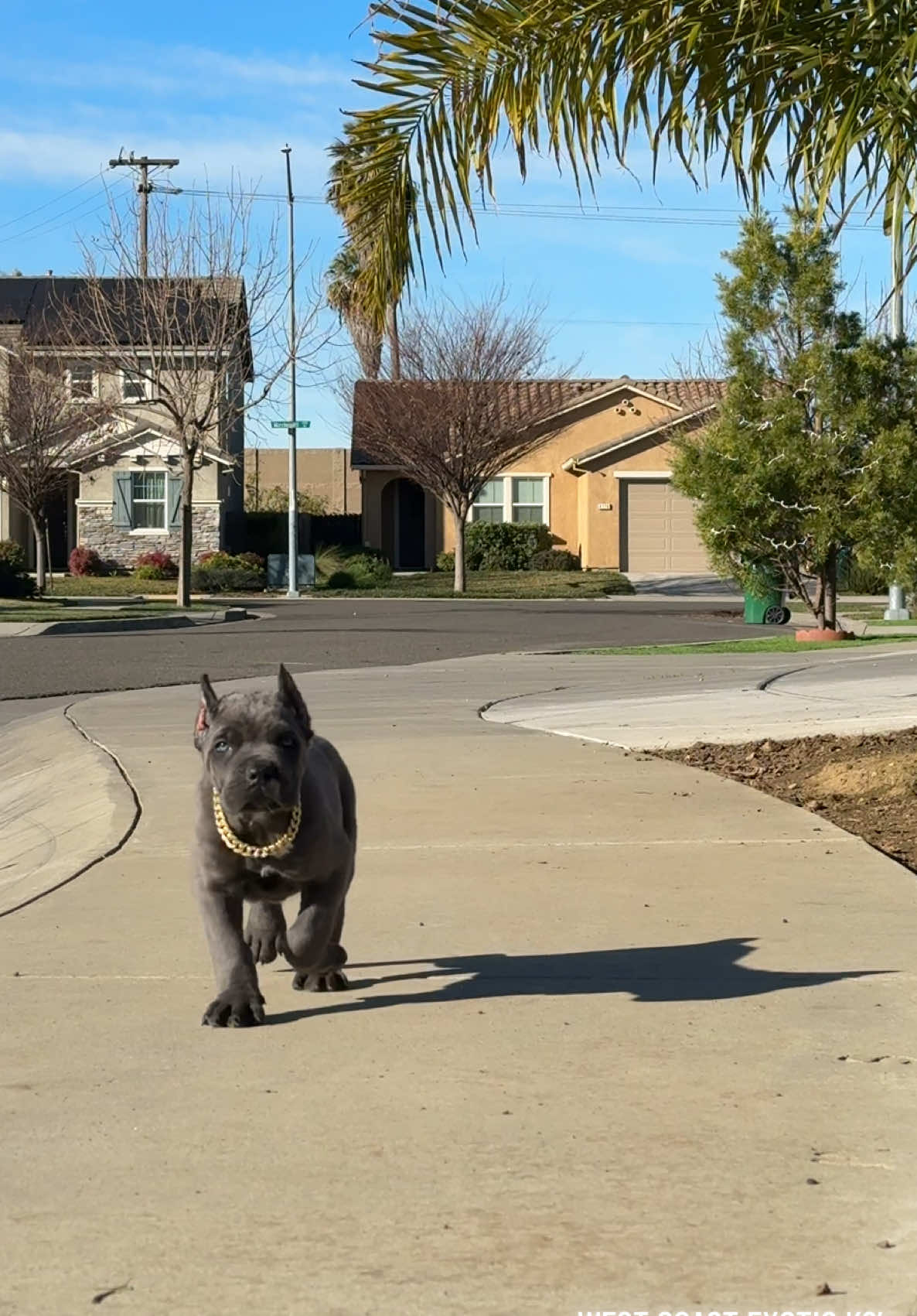 Santo Jr. CANE CORSO. Our production!!!  #california #LosAngeles #CaneCorso #italianMastiff #WestCoastExoticK9s #Viral #fyp #puppy #cutepuppy 