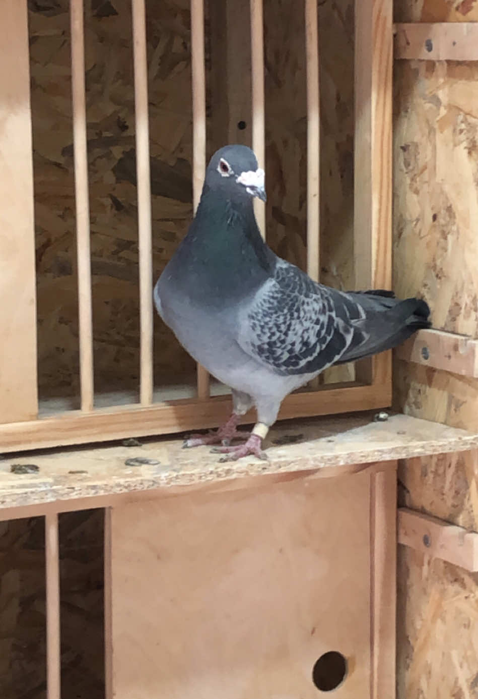 #porumbeii🕊 #ukraine🇺🇦 #porumbeiromania🇷🇴🕊🏆 #розплодові #fy #racingpigeons #postagalambok🕊 