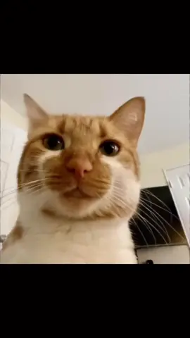 a pacha pacha aha ahaa #portiparati #michistiktok #michisvirales #gatostiktok #2025 #videoviral 