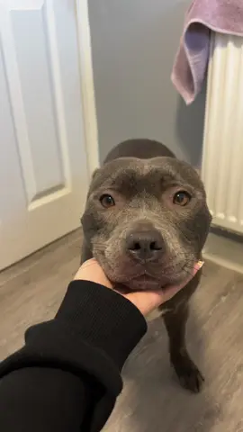Come for a shower with me🚿🤍  #staffy #mylathebluestaffy #showertimewithmyla #dogshower #wetdog #dogtrend #bluestaffy #mylaslife #dogsoftiktok #staffie #doglover 
