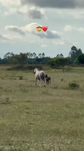 #llaneras #musicallanera #llanerasparaestados #llano #caballos #mujerdejatequerer #armandomartinez #puertogaitan 