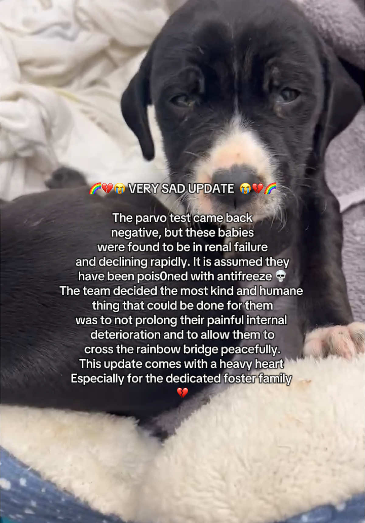 ❤️‍🩹 Update on the Puppies It is with heavy hearts that we share an update on the sick puppies from this morning. Once they arrived at the vet they were immediately hospitalized. After running diagnostics, the vet has confirmed that they are in renal failure 💔 Sadly, the most humane decision is to let them go peacefully, as there is no way to reverse the damage. The vet suspects the renal failure was caused by exposure to a toxin, most likely antifreeze. While we do not know their story prior to being found in the park, this is a devastating reminder of how dangerous such substances can be, even in small amounts! Please keep toxic materials out of reach from your pets.  The rest of the family is being seen today for exams to ensure their health and safety. We are hopeful that they have not been affected and will continue to monitor them closely.  Thank you to everyone who has reached out with kind words and support during this difficult time. Please keep these sweet pups and their foster family in your thoughts. Hug your pets a little tighter today ❤️‍🩹 #rescue #foster #adopt #emergency 