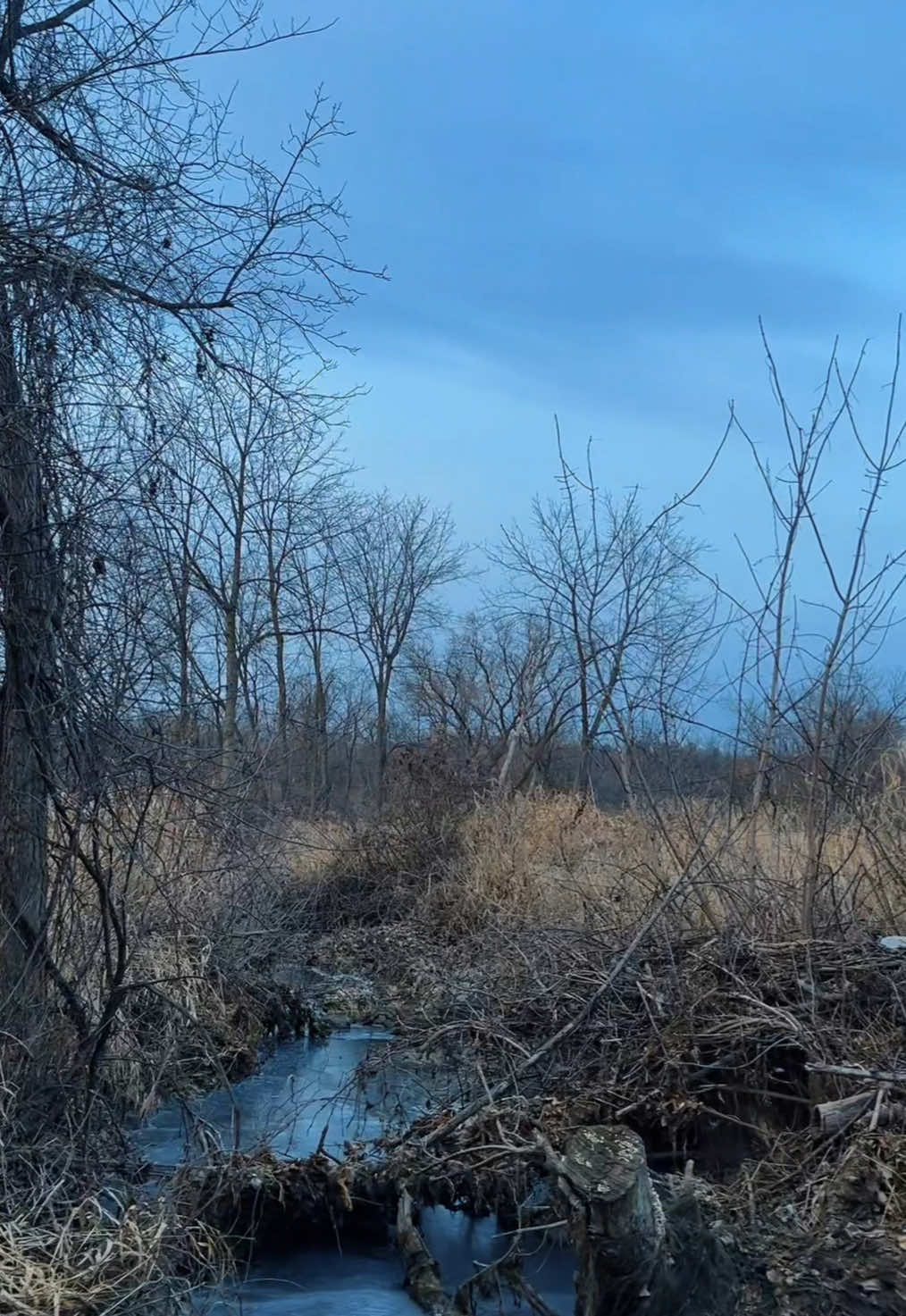 i’m cold #nature #gutgutterzz #fyp 