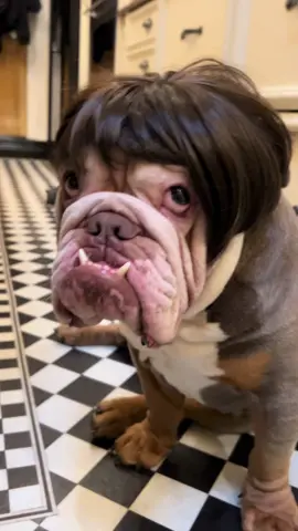 I look quite pretty 💕  #fyp #dogsoftiktok #englishbulldog #puppiesoftiktok #foryourpage #bulldog #bulldogsoftiktok #puppytiktok #puppy #manchester #foryou #dogmom #bulldogsoftiktok😍🐶 #englishbulldogsoftiktok #englishbulldogpuppy #englishbulldoglife #englishbulldoglove #funnydog #funnydogvideos #funnydogsoftiktok🐶 #funnyanimals #funnyanimalvideos 