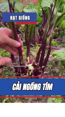 Thu hoạch cải ngồng tím #trumhatgiongmienbac #hatgiong 