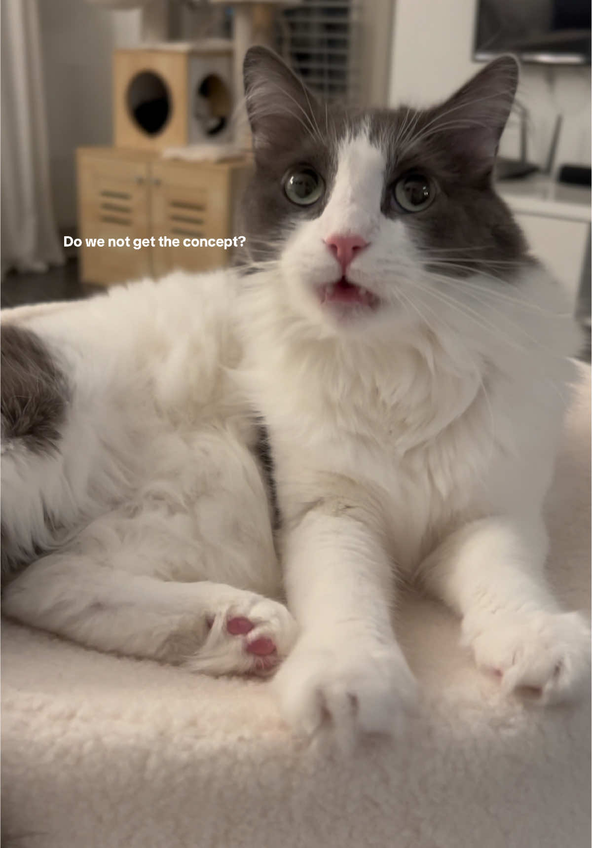 But why do I feel bad being mean to him in my captions 🫣 The nicest coziest beds I have ever felt. Something about the dip in them he absolutely LOVED, as you can tell 🥰 @Tuft & Paw  #catbeds #catsoftiktok #cattok #fypシ #TikTokShop 