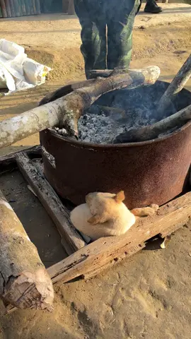 เจ้าหมาน้อย  #อากาศหนาว #ผิงไฟ #ทหารชายแดนไทยพม่า #ทหารราบ 