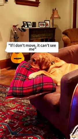 Watching a scary movie with my dogs 🤣🤣🤣#Foryou #fpy #Tiktok #dog #funnyvideo #happy #cutedog #fyp #cute 