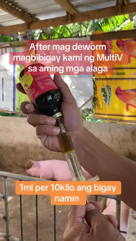 Nagbugay kami ng Multivitamins A,B-Complex, D and E sa aming dalawang gagawing inahinin. Ito po yung gamit naming MultiV para sa aming mga alaga. #pigfarming #jpjpigfarm #backyardhograising #pigfarmer #baboyanbusiness #farminglife #piggeryfarm #farmlife #backyardhograiser #backyardhograiserph #buhaysmallbackyardhograiser #piggerybusiness #baboyanbusiness #farmlife #backyardhograiserph #backyardhograiser 