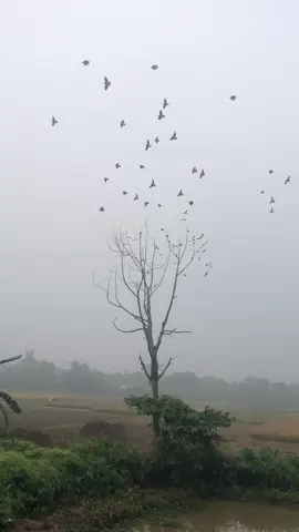 আকাশের স্বাধীনতায় ডানা মেলে উড়তে দেখি পাখিগুলোকে। কত সুন্দর তাদের জীবন! 🕊️ #পাখি #প্রকৃতি #স্বাধীনতা