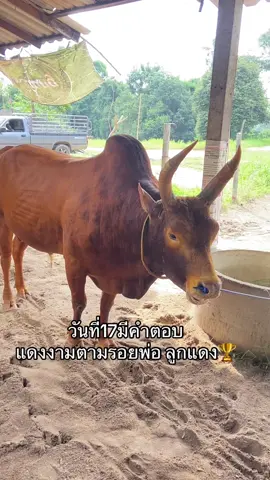 #แดงงามตามรอยพ่อ_ลูกแดง #ทายาทแดงแปลบ #ค่ายโคหจก_จตุมาศก่อสร้าง 